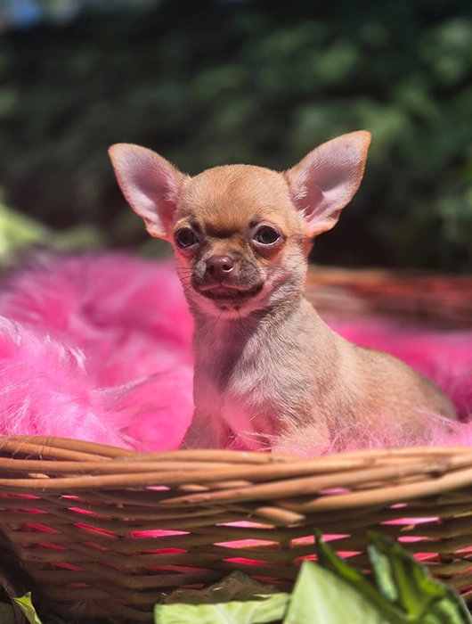 Chihuahua