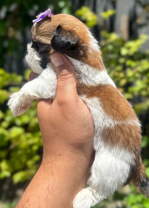Shi Tzu