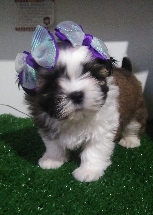 Shi Tzu